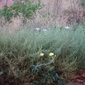 Flowers of the tumble weed
