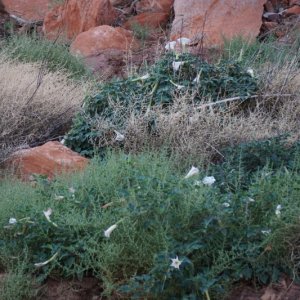 Lilies Cha Canyon