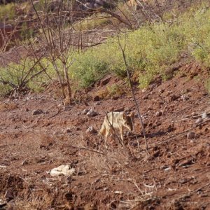 Cayote before turning up bank