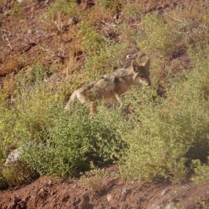 Cayote Piute San Juan