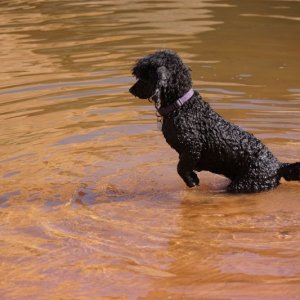 The fishing dog lunge