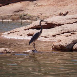 Blue Heron