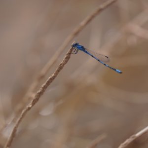 Dragon Fly 2