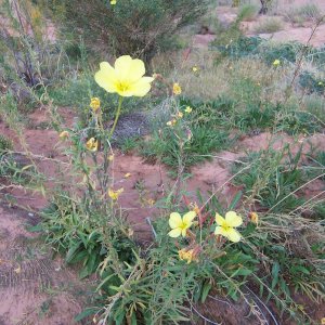 Flowers in Oak Canyon