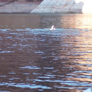 Media 'Bill floating on his back at Explorer Canyon' in album 'Lake Canyon Draperies'