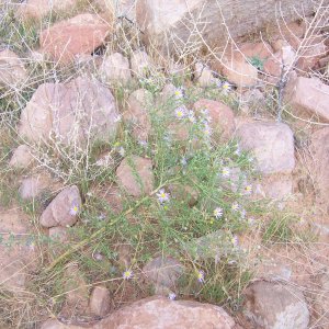 Flowers near where we beached in Explorer Canyon