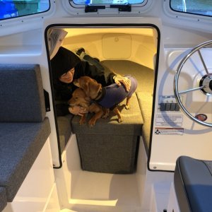 Dogs first time in berth.