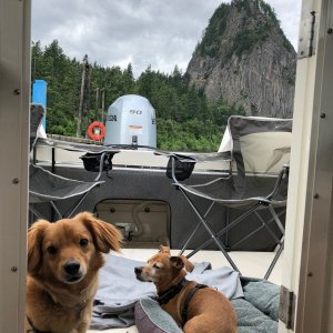 Party dawgs