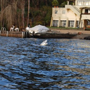 Great white in Lake Washington (an interesting mooring buoy).