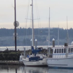 Media '37\' Permagrin behind whale watch boat' in album 'Permagrin At Victoria'