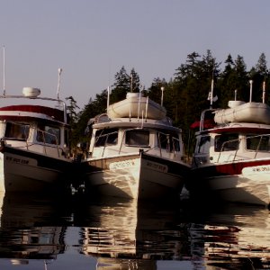 Daydream, Traveler and Anna Leigh at Chuckanut Bay 5-24-09
