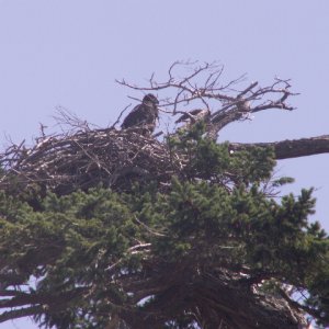 Eaglet in Nest at James Island 6-28-09