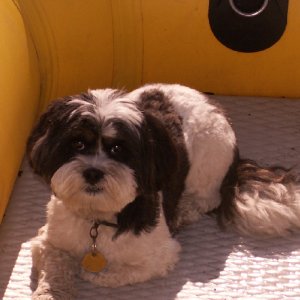 One Dinghy Dog at James Island 6-27-09