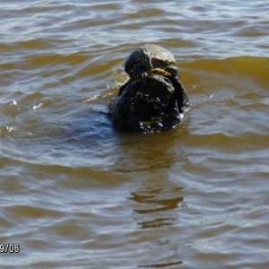 Media 'Turtle riding a log' in album 'New "old" 16 C-Dory'