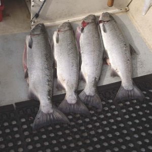 9-8-03 Coho.jpg
