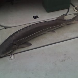 5-12-07 sturgeon 46 incher