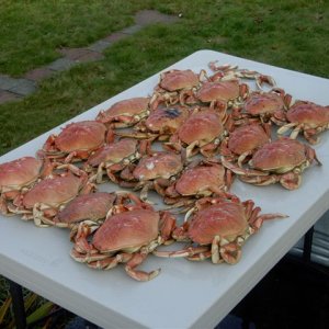 18 crabs