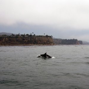Dolphin at Rocky Point