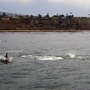 Feeding frenzy at Rocky Point
