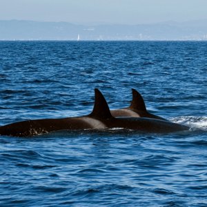 Orcas1