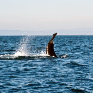 Orcas2