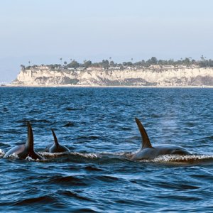Orcas3