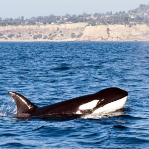 Orcas4