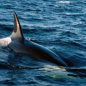 Orcas7