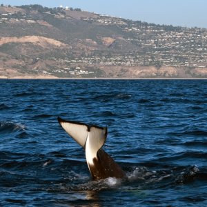 Orcas9