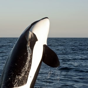 Breaching