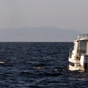 Orcas2