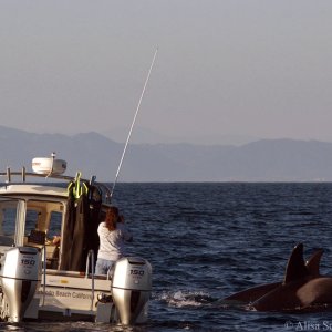 Orcas3