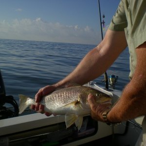 There are plenty huge croaker to make up for the reds