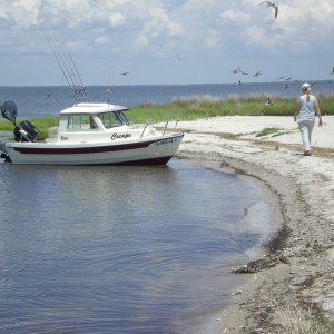 Careful of the nesting birds, but fish were swarming in the shallows