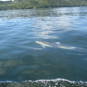 Sutlej Channel  White Sided Dolphin
