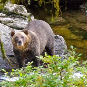 BIG brown bear was definitely aware of our presence.  Anan Bay, AK.