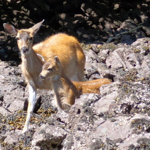 Bambi and mama at Point Baker.