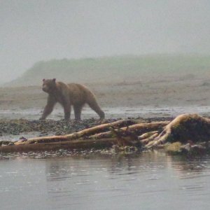 The first brown bear we saw on this trip to AK.  And he CHARGED through the fog at us!  Exciting to say the least! (Red Bluff Bay)