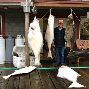 The big one was over 120 pounds.  And, no, we didn\'t catch them.  But we have had a continuous supply of halibut and salmon in our freezer since early on thanks to generous Alaskans, other cruisers, and C-Brat\'ers Russ and Toni