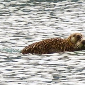 Two cute sea otters