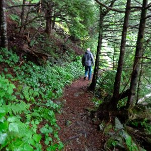 Hiking through rain forest in Elfin Cove