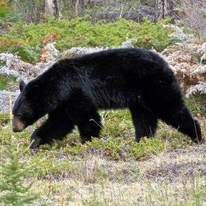 Black Bear that we saw in British Columbia on the Icefield Parkway.