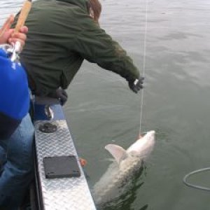 Bringin a five footer in for a picture