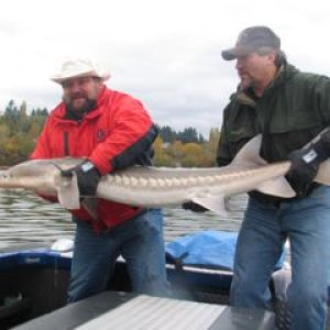Media 'There you have it. One five foot sturgeon aboard for a photo session.' in album 'Bringin a five footer in for a picture'