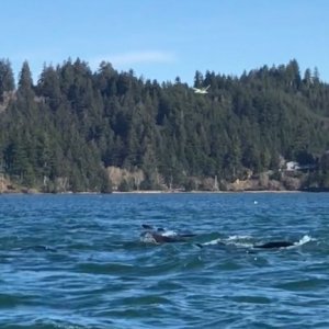Sea Lions chasing Herring