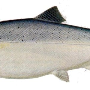 chinook salmon