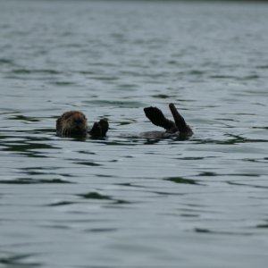 Hunters Bay otter