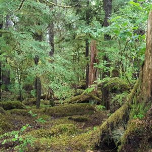 Mable bay forest