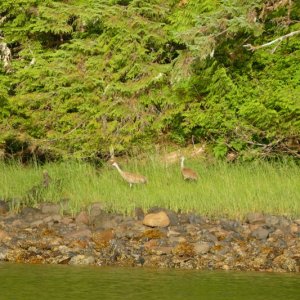 Sandhill cranes