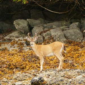 Deer East side of POW
